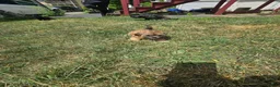 Shihpoo dogs for sale: Bella - Ad 7