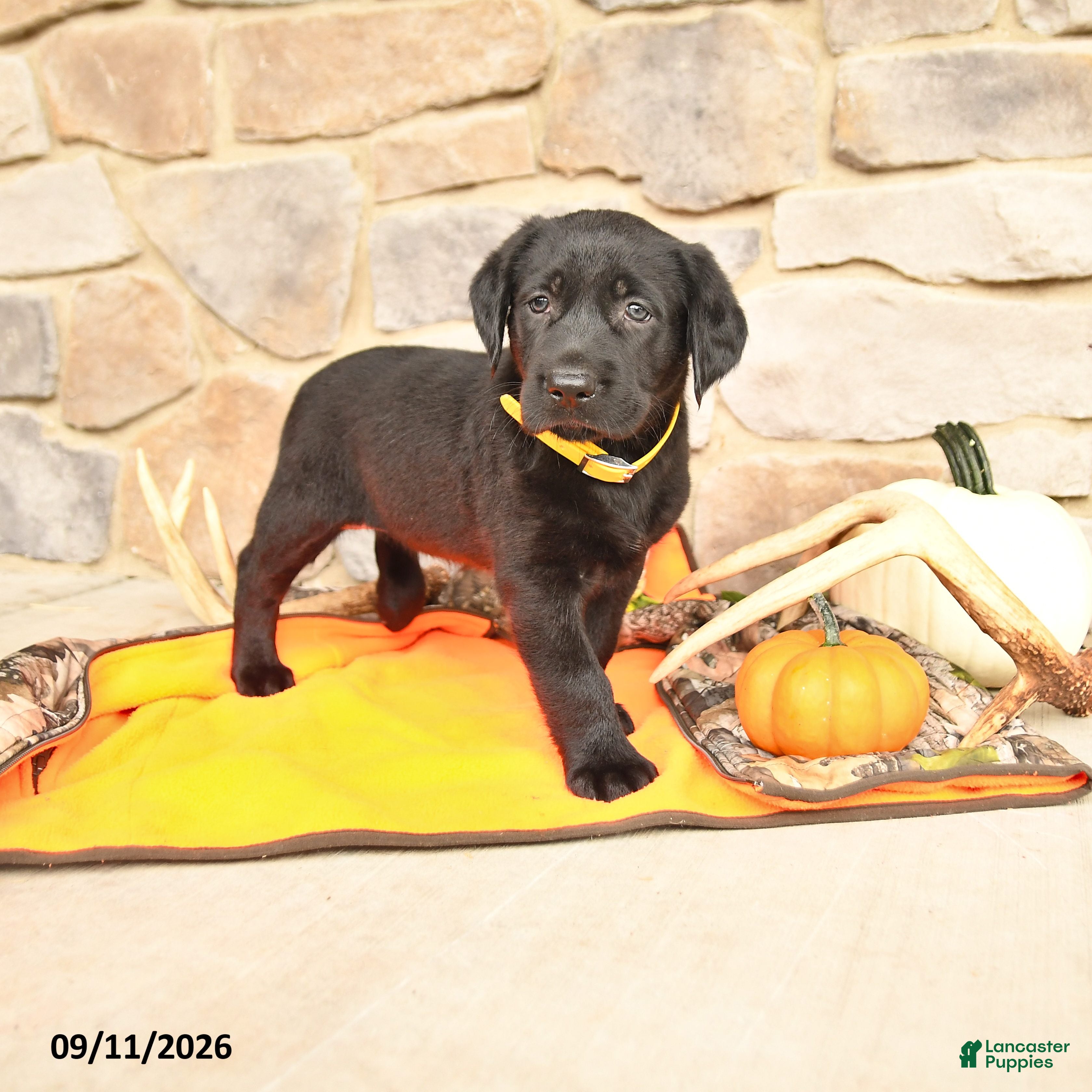 Labrador Retriever dogs Paige - Ad 1