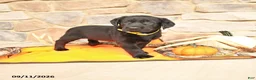 Labrador Retriever dogs for sale: Paige - Ad 1