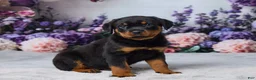 Rottweiler dogs for sale: Willow - Ad 3