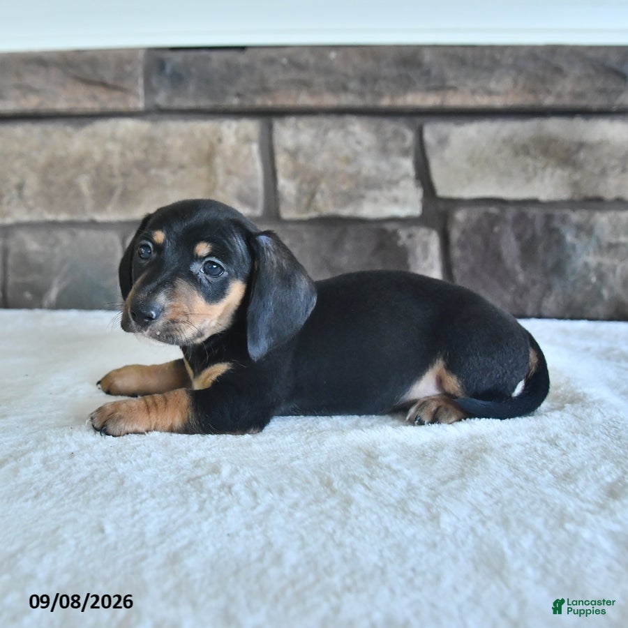 Miniature Dachshund dogs Lenny - Ad 2