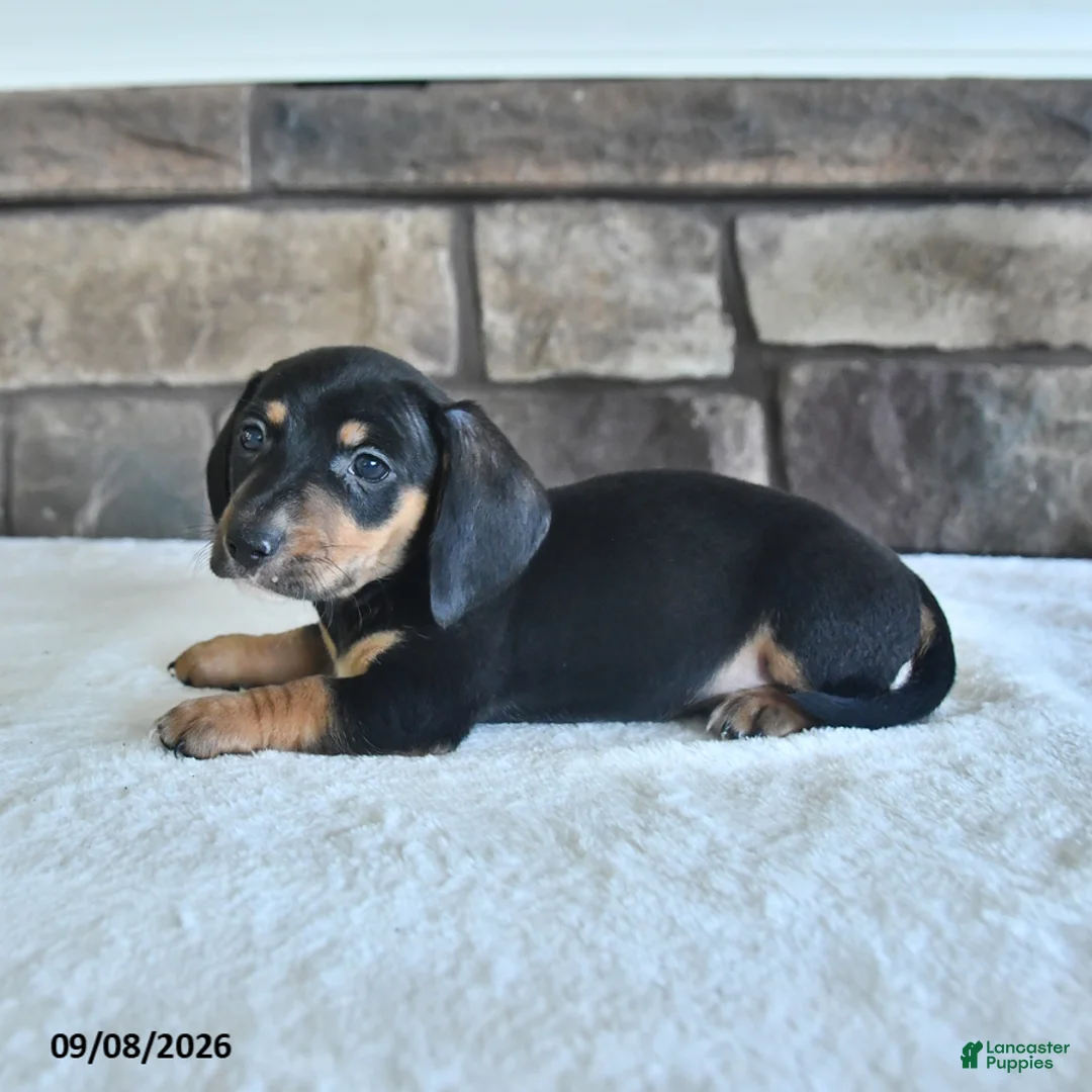 Miniature Dachshund dogs for sale: Lenny - Ad 2
