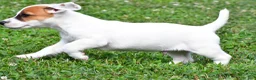 Jack Russell Terrier dogs for sale: Buster - Ad 9