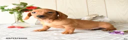 Miniature Dachshund dogs for sale: Tyler - Ad 5