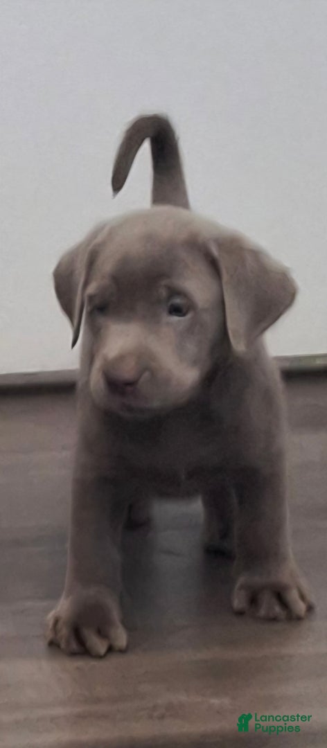 Labrador Retriever dogs River (Female)   - Ad 6