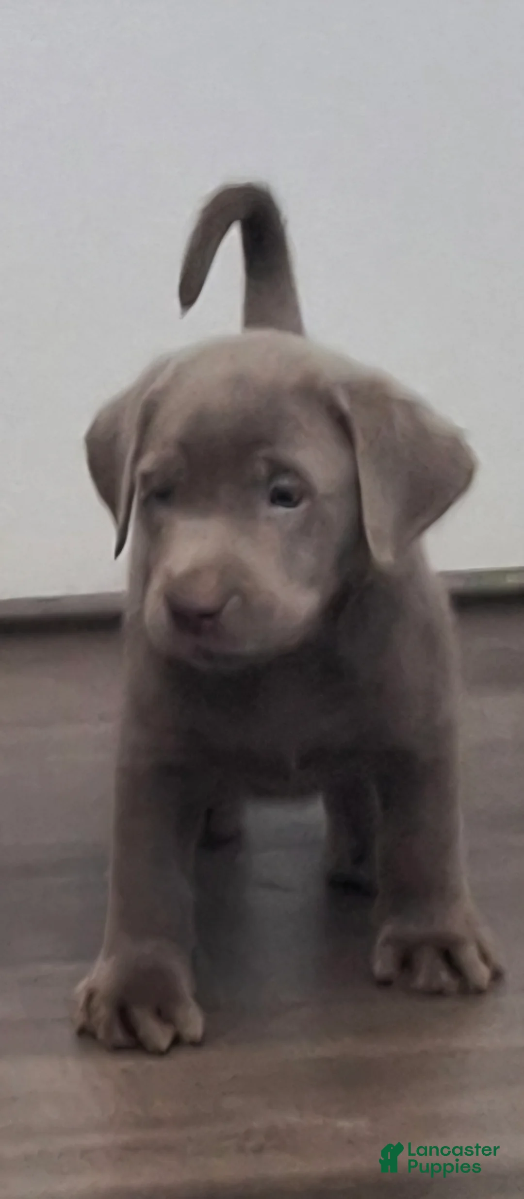 Labrador Retriever dogs for sale: River (Female)   - Ad 1