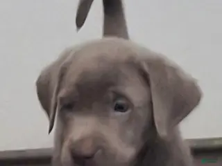 Labrador Retriever dogs River (Female) - Ad 6