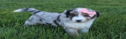 Mini Aussiedoodle dogs for sale: Kali 🎀 - Ad 3