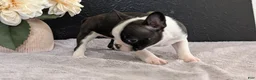 Boston Terrier dogs for sale: Malia - Ad 7
