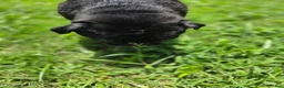 Pug dogs for sale: Pug 1 - Ad 7