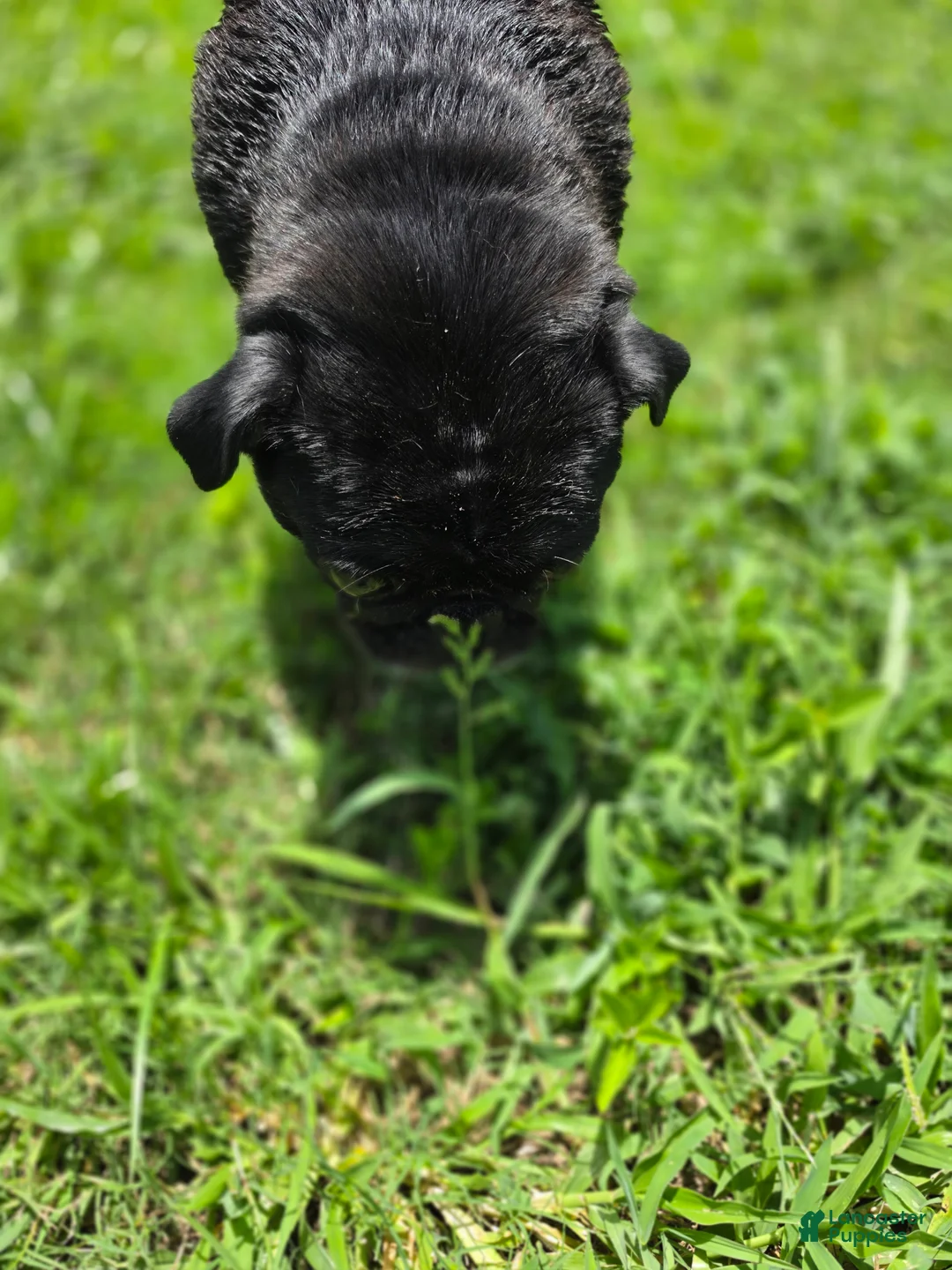 Pug dogs for sale: Pug 1 - Ad 7