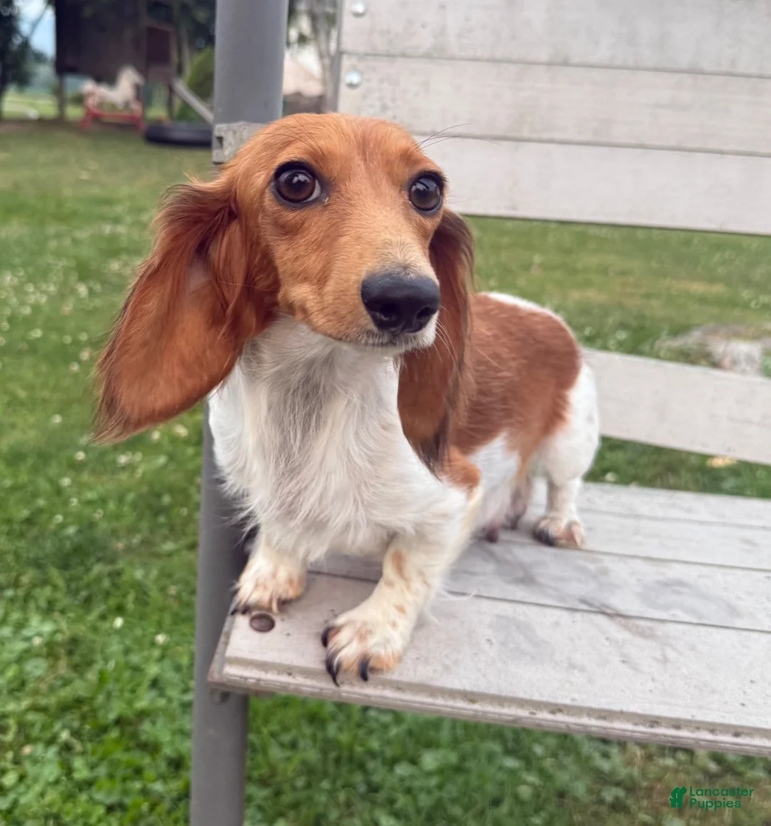 Miniature Dachshund dogs for sale: Bruce - Ad 4