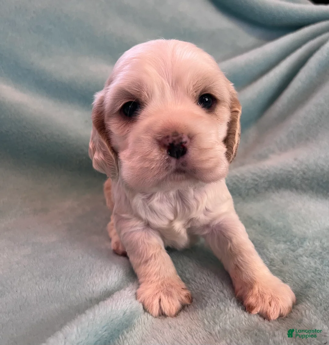 Cocker Spaniel dogs for sale: Bailey  - Ad 7