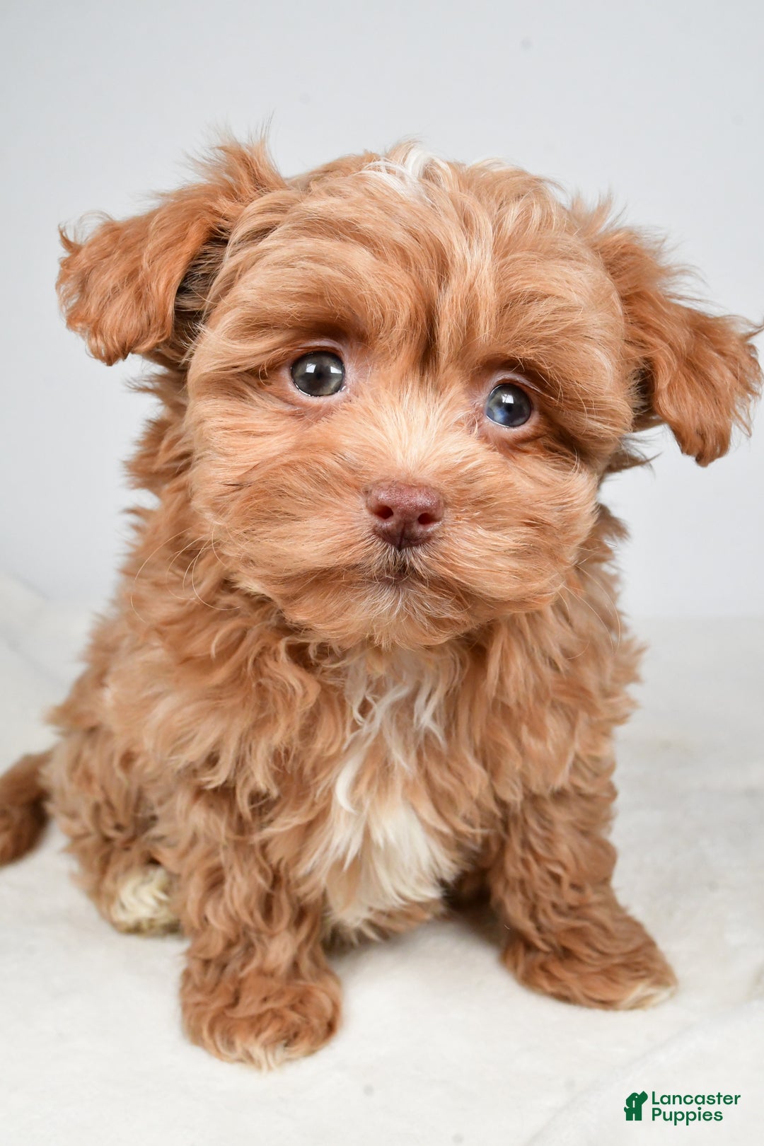 Shihpoo dogs for sale: Jana - Ad 7