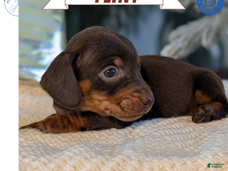 Miniature Dachshund dogs Flint - Ad 5
