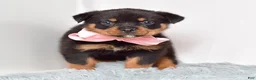 Rottweiler dogs for sale: Nova - Ad 4