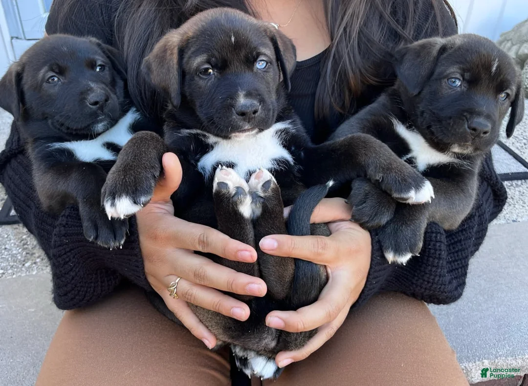 Gallery Image {{count}}