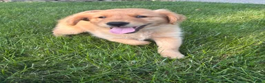 Golden Retriever 1