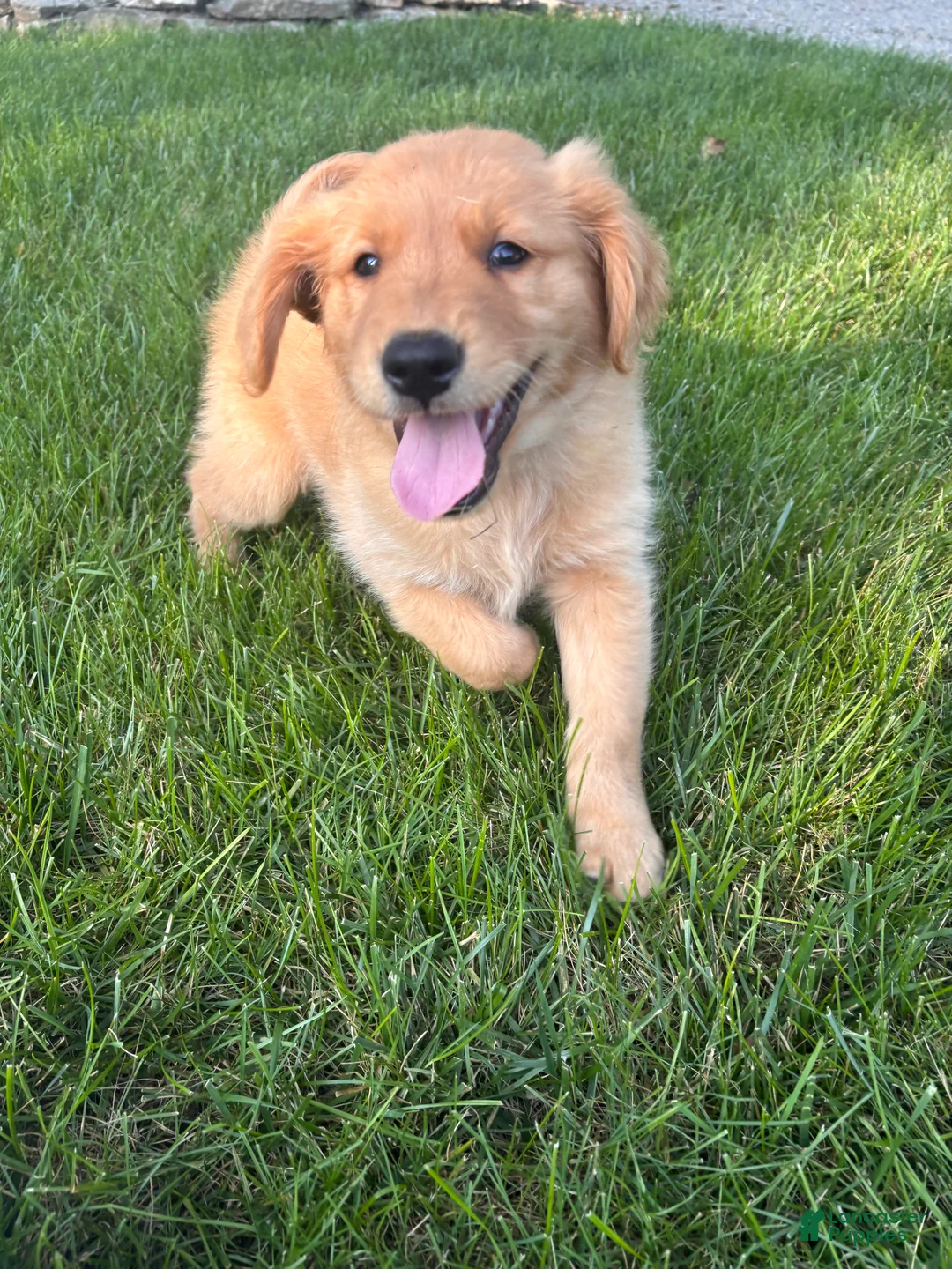 Golden Retriever dogs for sale: Golden Retriever 1 - Ad 1
