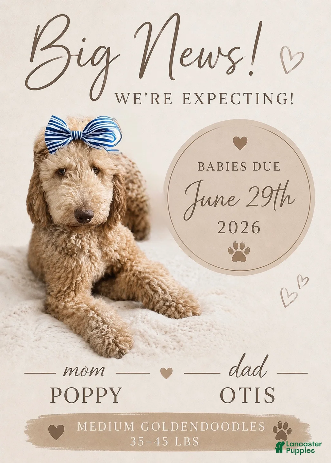 Mini Goldendoodle dogs for sale: Mini Goldendoodle “ Anthem “ - Ad 2