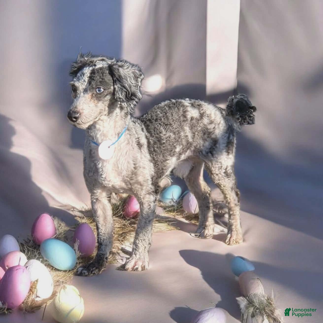 Toy Poodle dogs Toy Poodle Puppy 1 - Ad 3