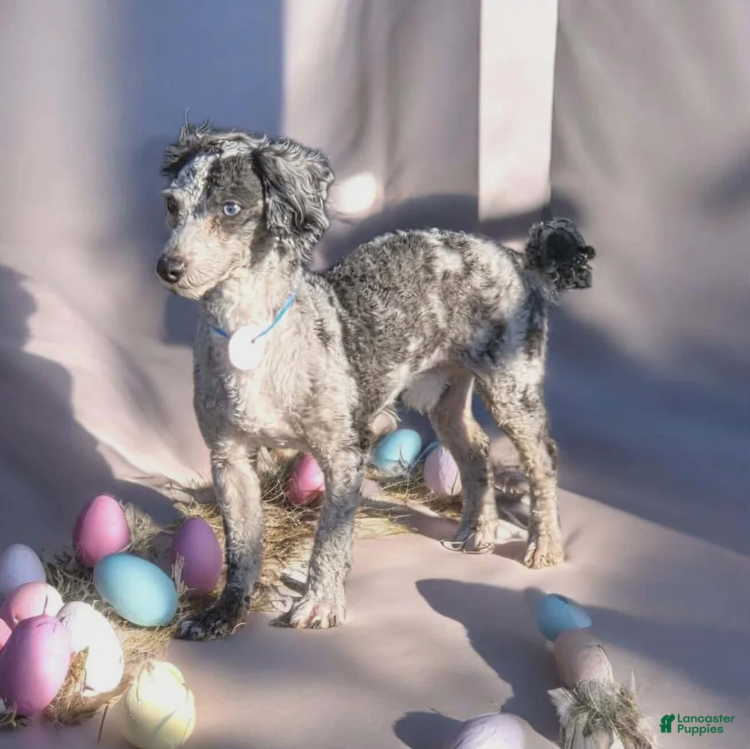 Toy Poodle dogs for sale: Toy Poodle Puppy 1 - Ad 1