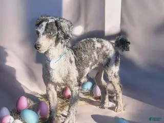 Toy Poodle dogs Toy Poodle Puppy 1 - Ad 3