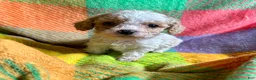 Cavapoo dogs for sale: Loki - Ad 9