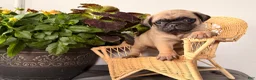 Pug dogs for sale: Popcorn - Ad 4