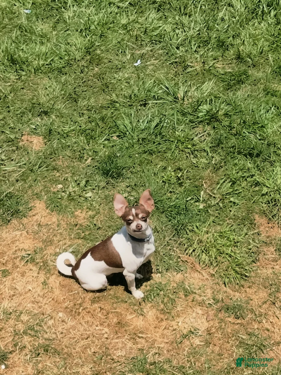 Chihuahua dogs for sale: Yuma - Ad 2