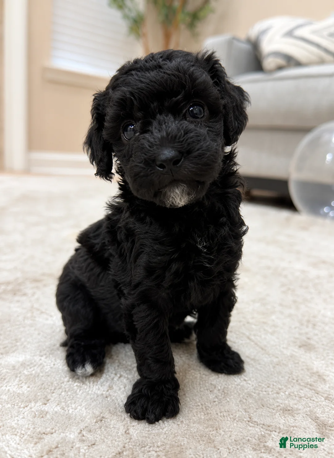 Miniature Poodle dogs for sale: BOLT - Ad 1