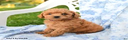 Miniature Labradoodle dogs for sale: Lady - Ad 1