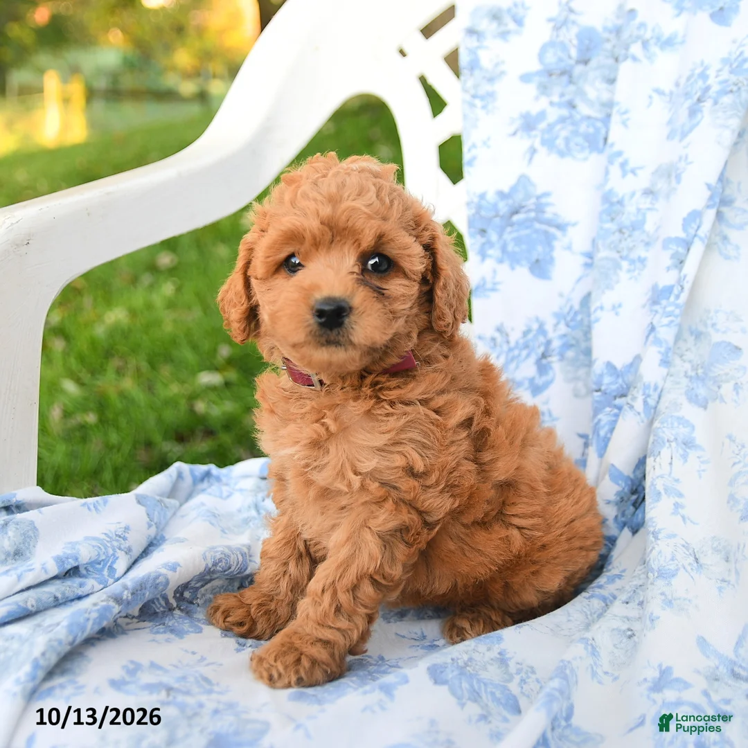 Miniature Labradoodle dogs for sale: Lady - Ad 1
