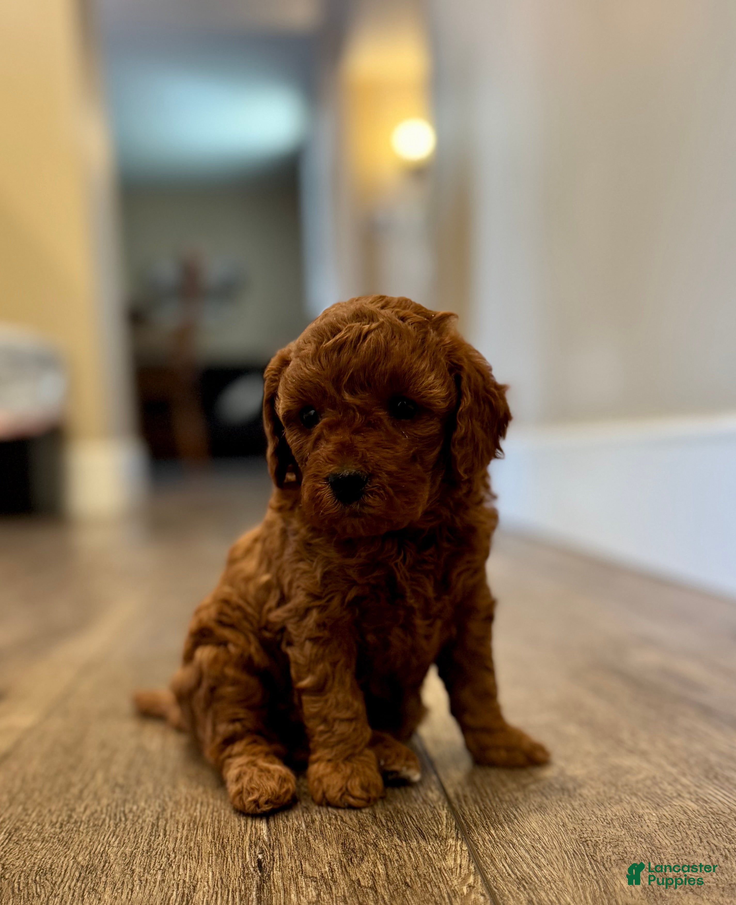 Mini Goldendoodle dogs Jazzy - Ad 2
