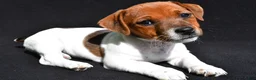 Jack Russell Terrier dogs for sale: Lulu - Ad 7