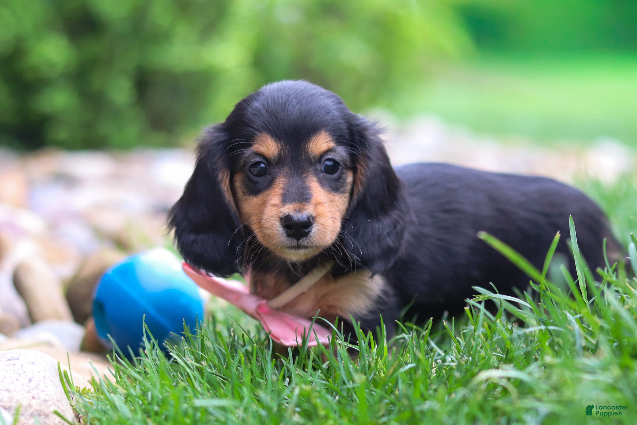 Miniature Dachshund dogs Barbie - Ad 2