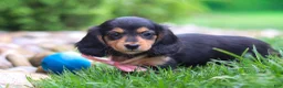 Miniature Dachshund dogs for sale: Barbie - Ad 2