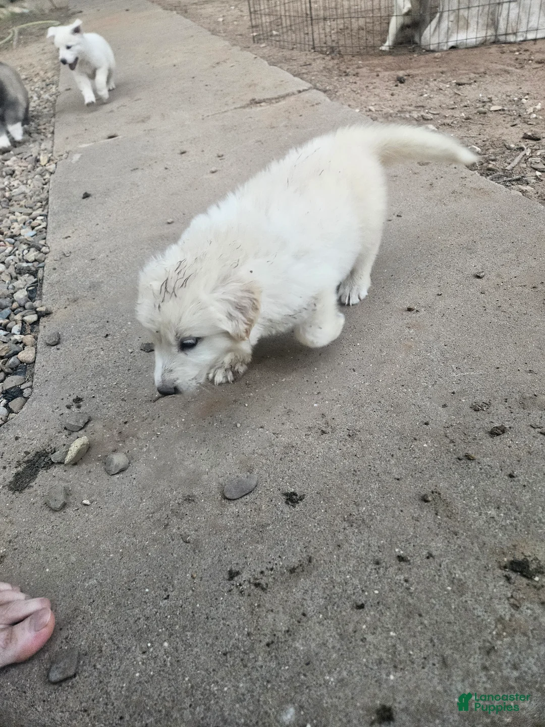 Mixed Breed dogs for sale: Mixed Breed 8 - Ad 2