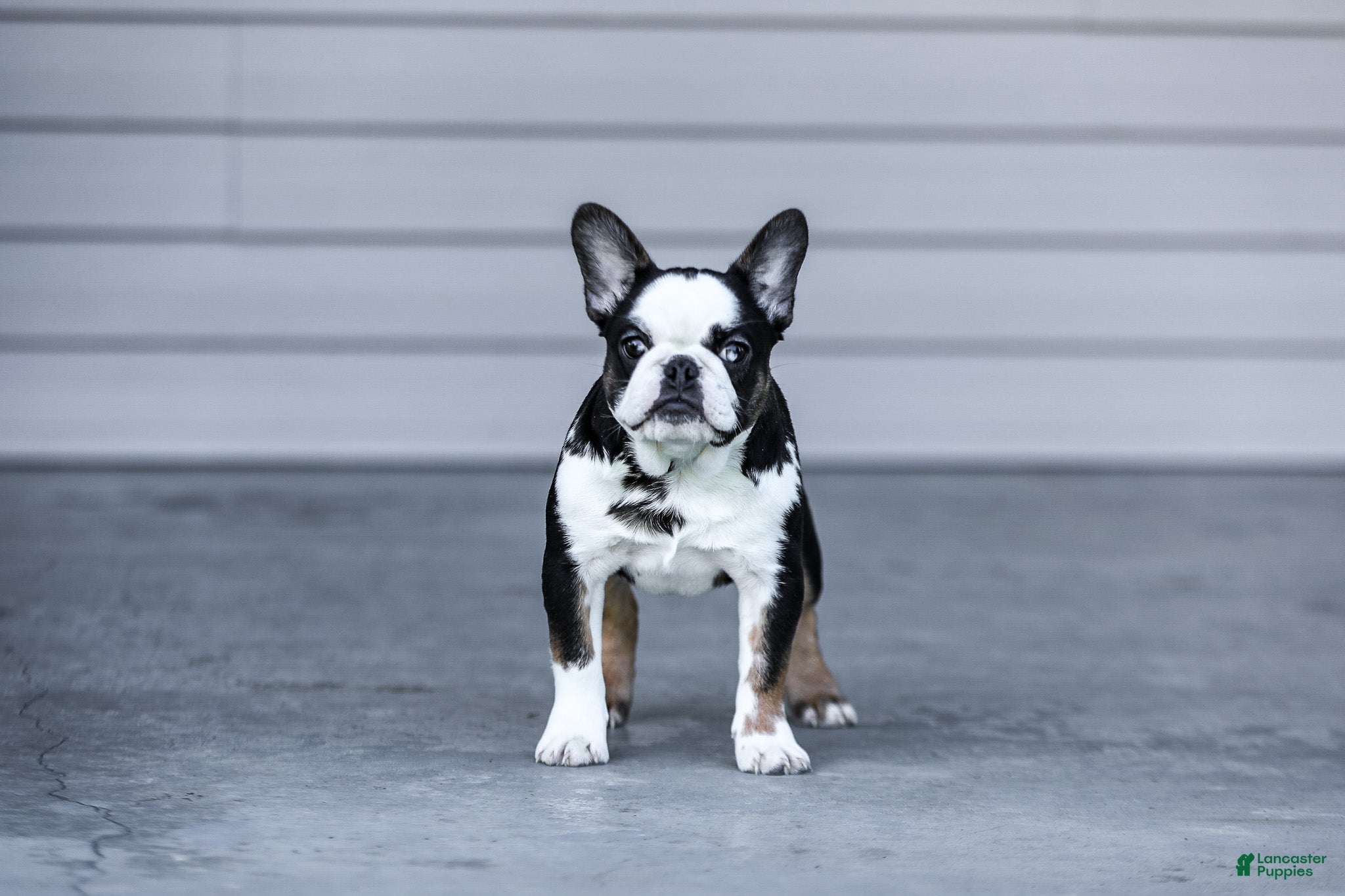 French Bulldog dogs for sale: Sheba - Ad 5