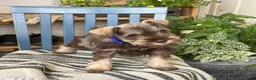 Miniature Schnauzer dogs for sale: Winston - Ad 11