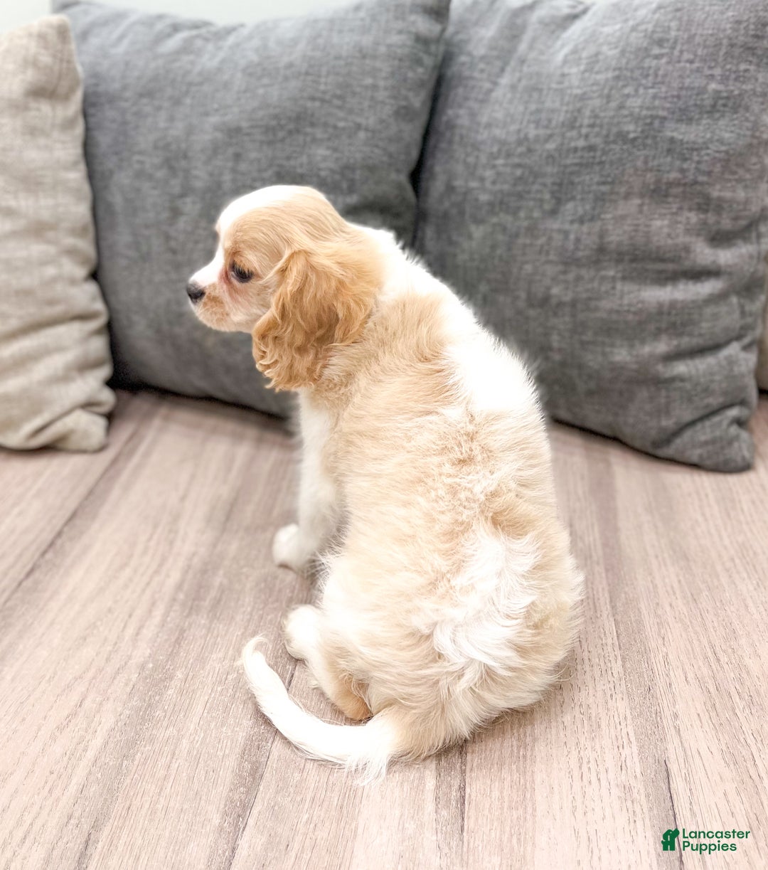 Cavalier King Charles Spaniel dogs for sale: Lucky - Ad 3