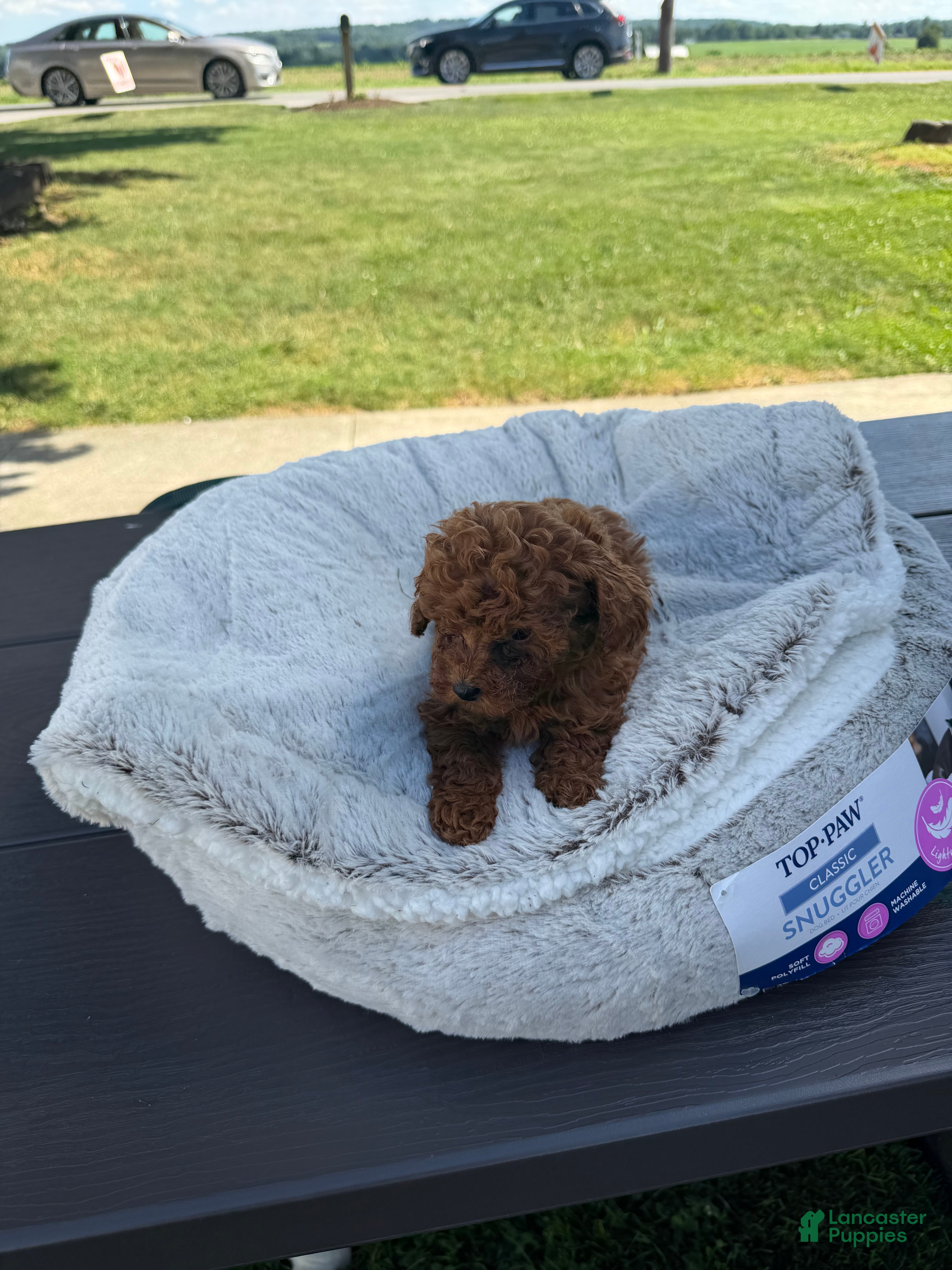 Toy Poodle dogs for sale: Toy Poodle 3 - Ad 3