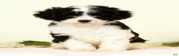 Cavapoo dogs for sale: Winnie - Ad 3