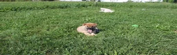 Shiba Inu dogs for sale: Shrimp - Ad 5