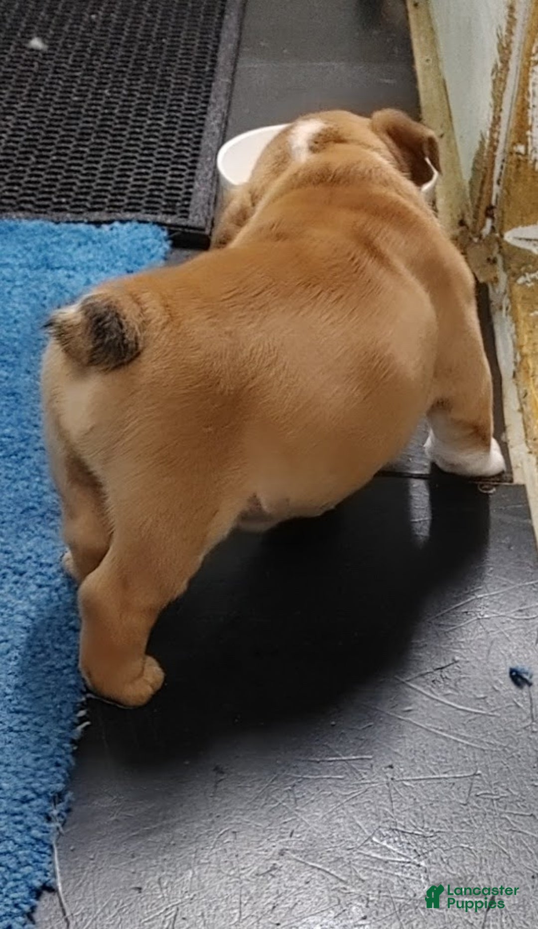 English Bulldog dogs for sale: Frankie - Ad 3