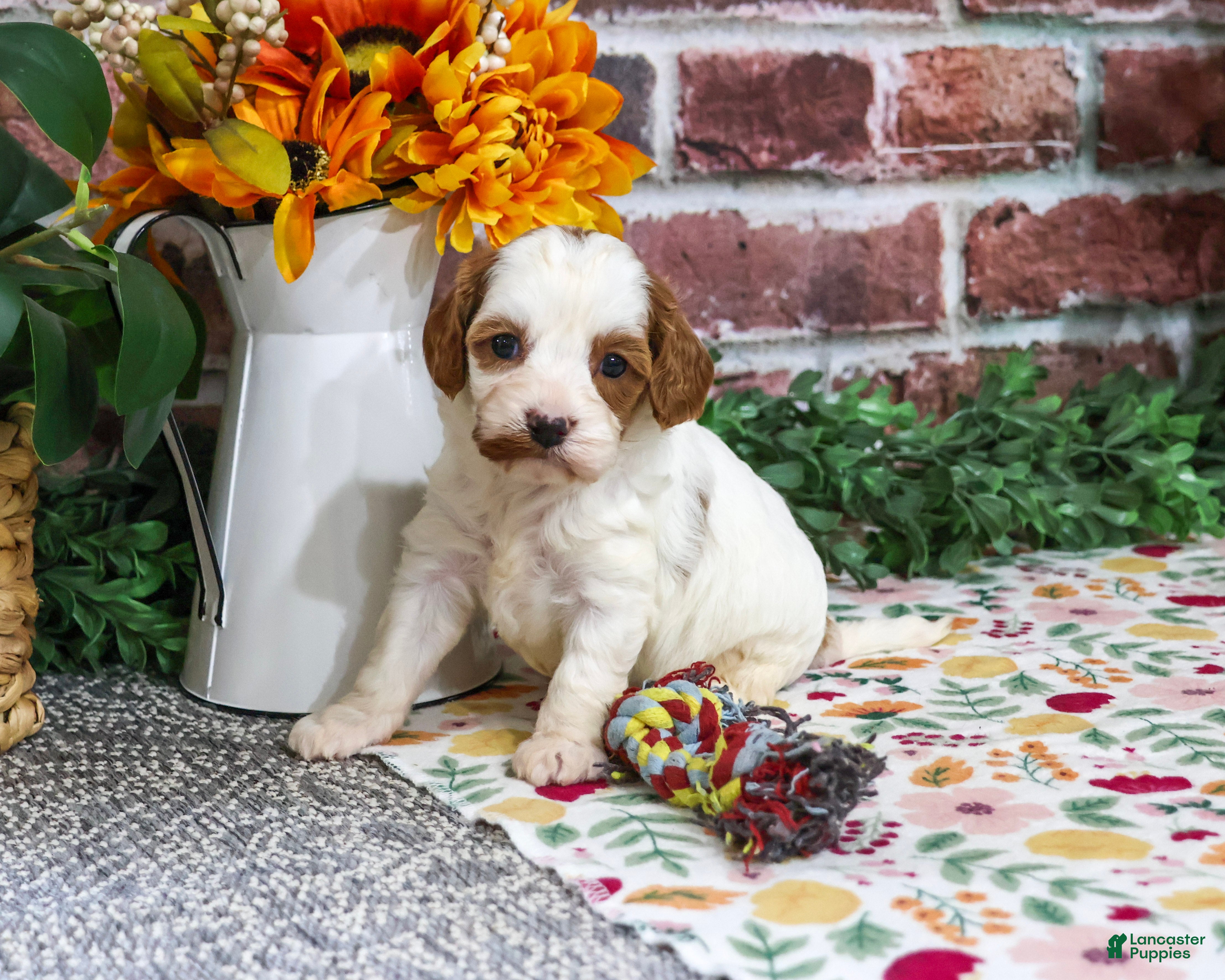 Cavapoo dogs Alexa - Ad 35