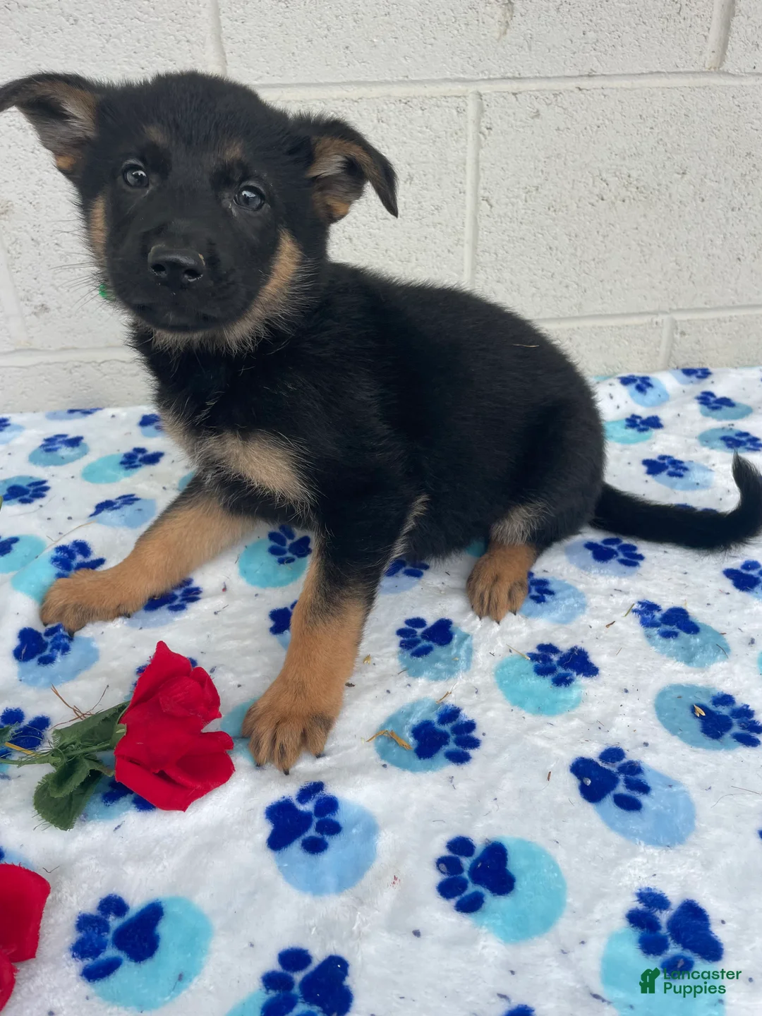German Shepherd dogs for sale: Carly - Ad 2