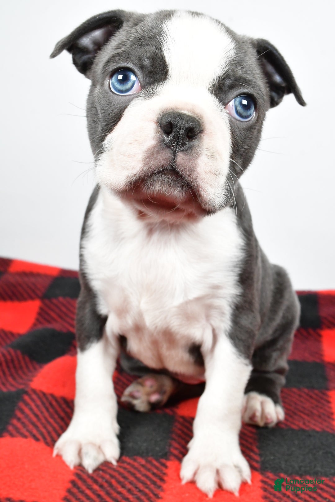 Boston Terrier dogs for sale: Chloe - Ad 3