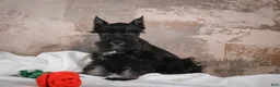 Miniature Schnauzer dogs for sale: MIDNIGHT - Ad 4