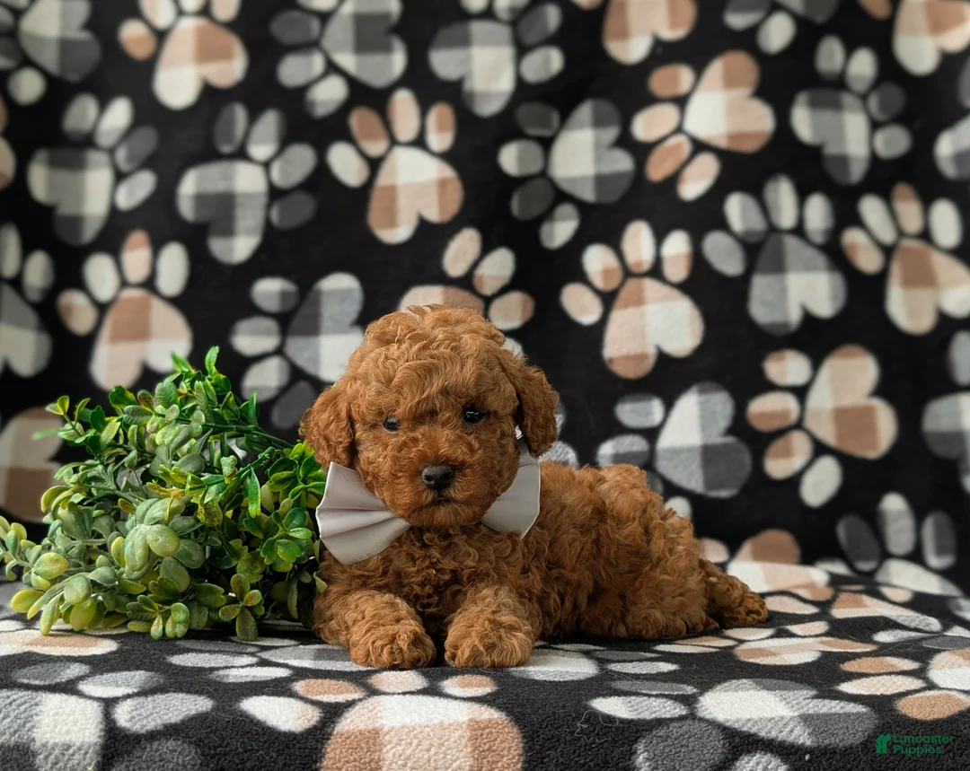 Miniature Poodle dogs for sale: Reynold AKC Registered - Ad 5